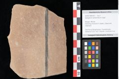 Foto (Objekt + Etikett) von Sparganium acheronticum Unger (NHMW-GEO-2024-0188-0437)